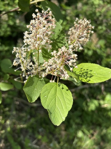 Ceanothus sanguineus, photograph 6