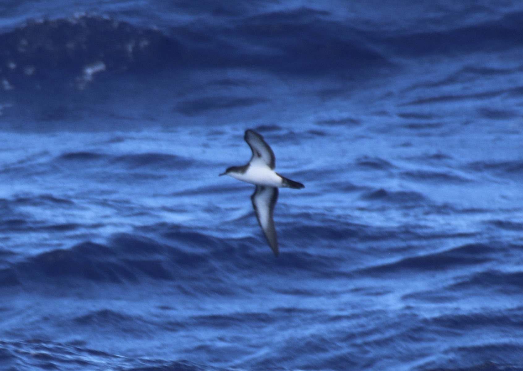 Tropical Shearwater (Puffinus bailloni), photo 4