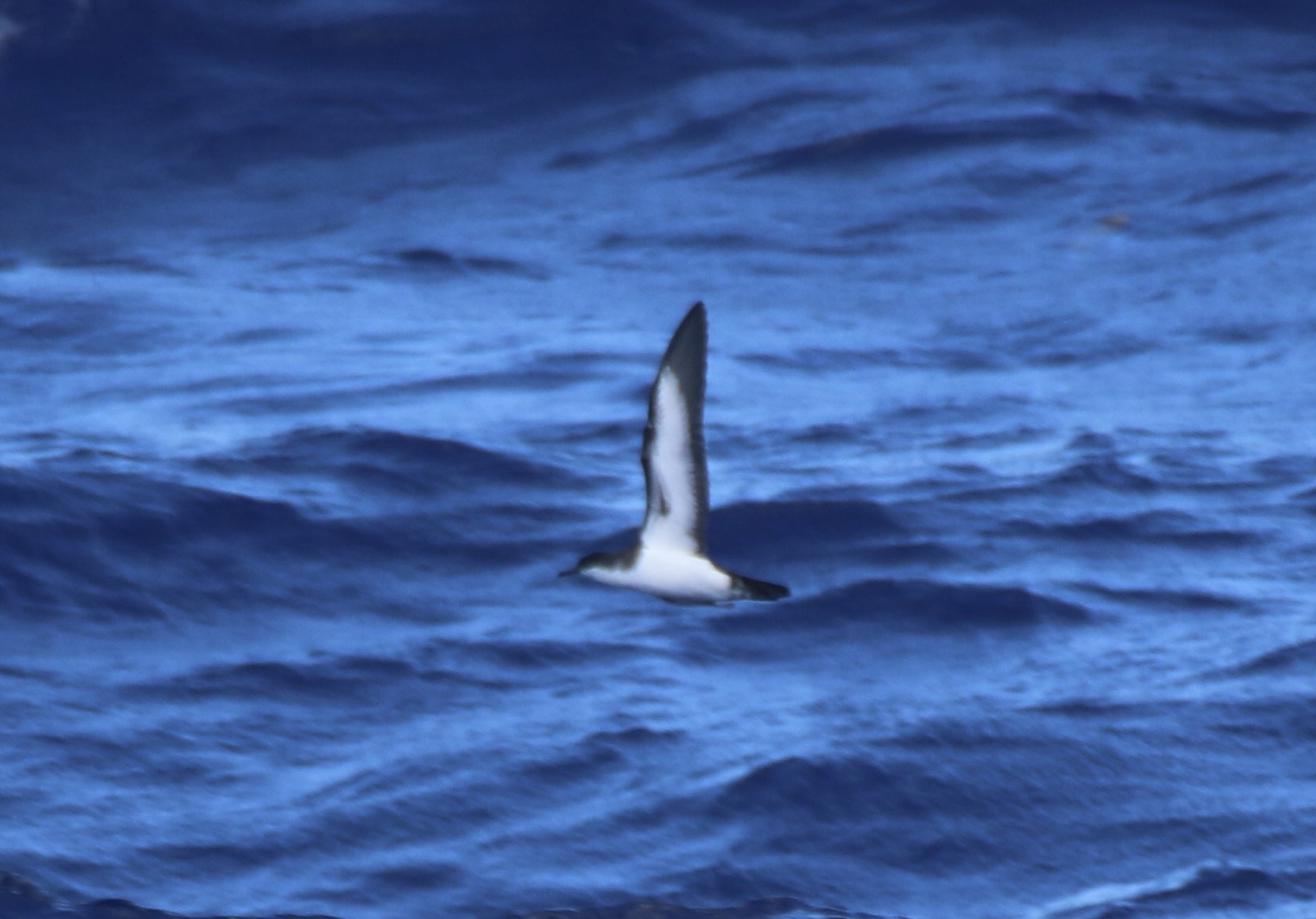 Tropical Shearwater (Puffinus bailloni), photo 5