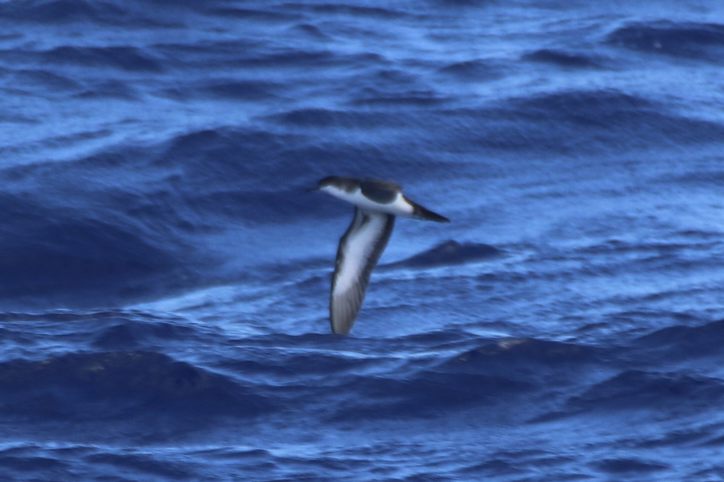 Tropical Shearwater (Puffinus bailloni), photo 6