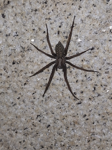 Giant House Spider