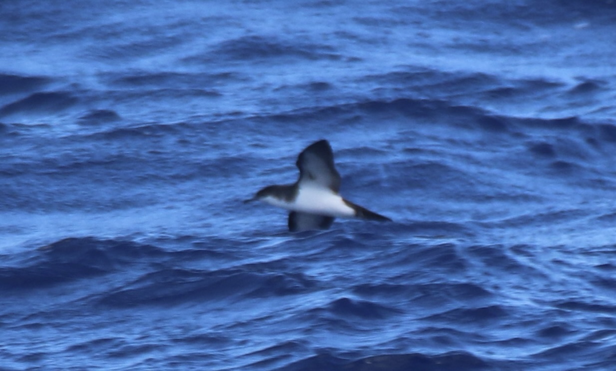 Tropical Shearwater (Puffinus bailloni), photo 7