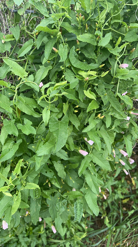 field bindweed