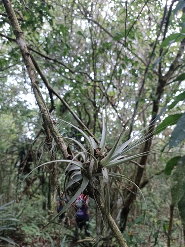 Tillandsia gardneri