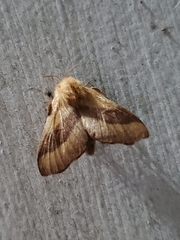 Malacosoma americana