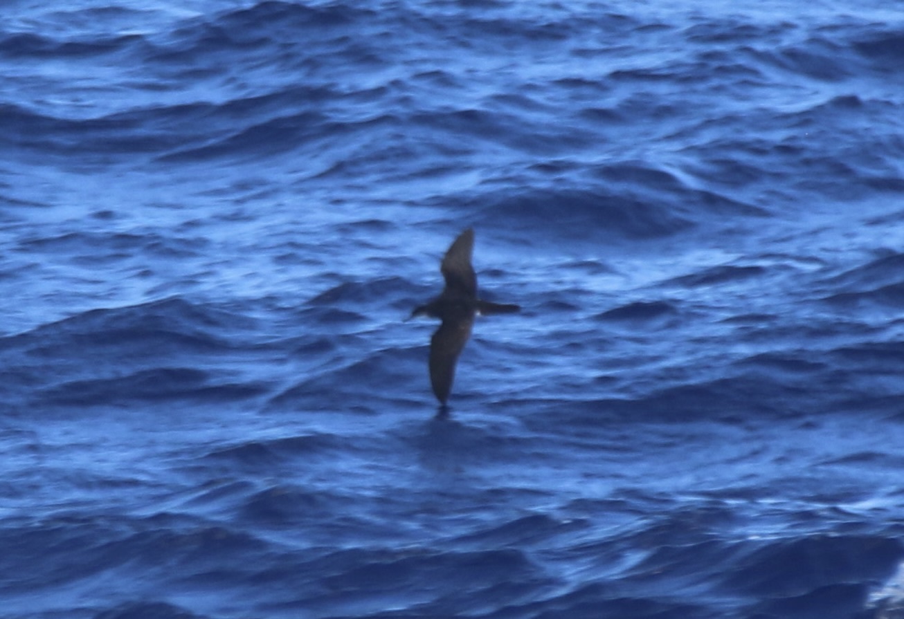 Tropical Shearwater (Puffinus bailloni), photo 8