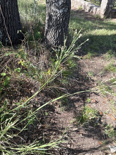 Panicum coloratum observed 2026-06-20