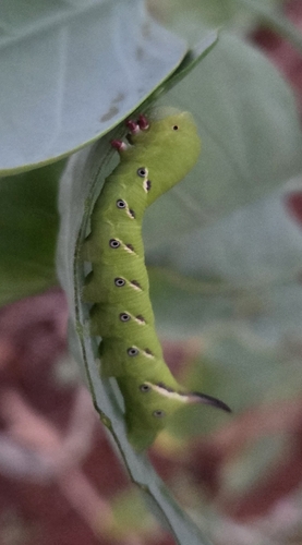 Manduca blackburni observed 2026-06-18