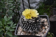 Copiapoa humilis