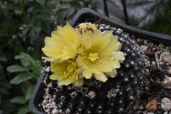 Copiapoa humilis