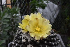 Copiapoa humilis
