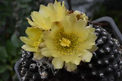 Copiapoa humilis