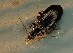 Platynus cincticollis
