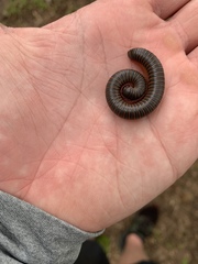 Narceus americanus
