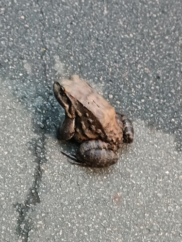 Northeastern Pepper Frog