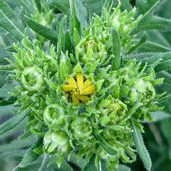 Engelmannia peristenia