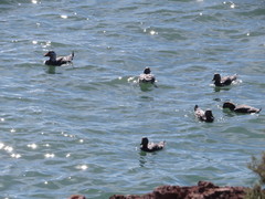 Tachyeres leucocephalus