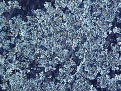 Xanthoparmelia scabrosa