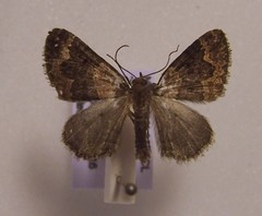 Hydriomena hemizona