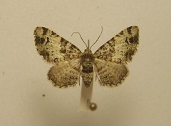 Pasiphila bilineolata