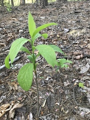 Hybanthus concolor