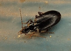Platynus cincticollis