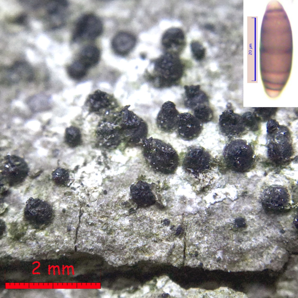 Navicella elegans