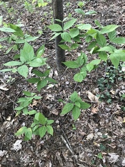 Calycanthus floridus