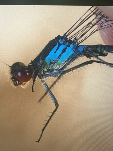 Red-eyed Damselfly
