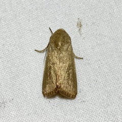 Leucania abdominalis