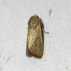 Leucania abdominalis