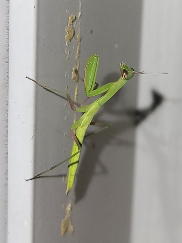 European Mantis