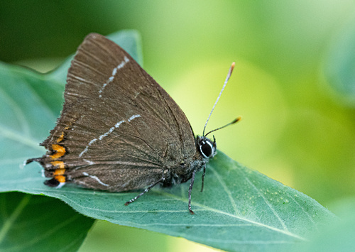 White-letter Hairstreak