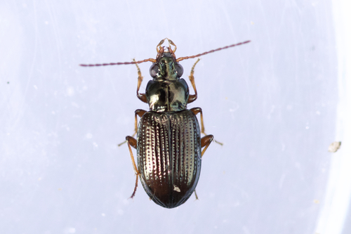 Black Riverbank Ground Beetle