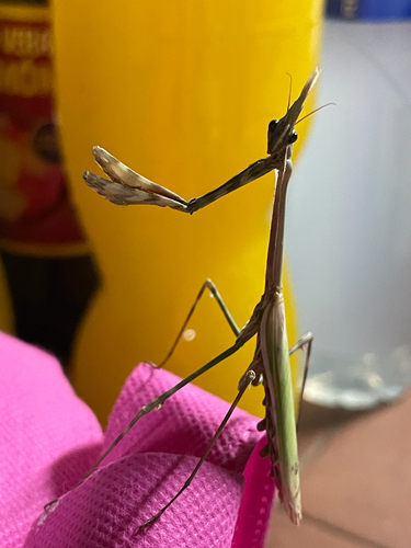 Mediterranean Conehead Mantis