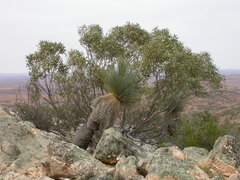 Eucalyptus flindersii