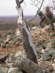 Eucalyptus flindersii