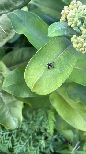 iNaturalist observation photo of Physocephala