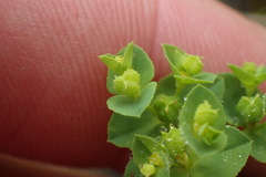 Euphorbia spathulata