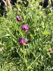 Vicia sativa