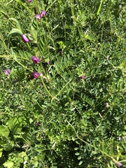 Vicia sativa