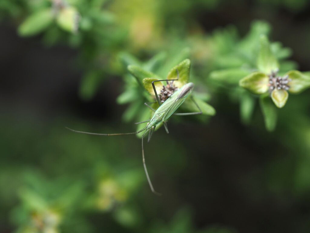 Plant Bug