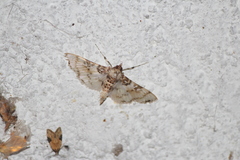 Azochis rufidiscalis