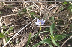 Nemastylis geminiflora