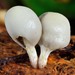 Psilocybe weraroa - Photo (c) Dougal Townsend, μερικά δικαιώματα διατηρούνται (CC BY-NC), uploaded by Dougal Townsend