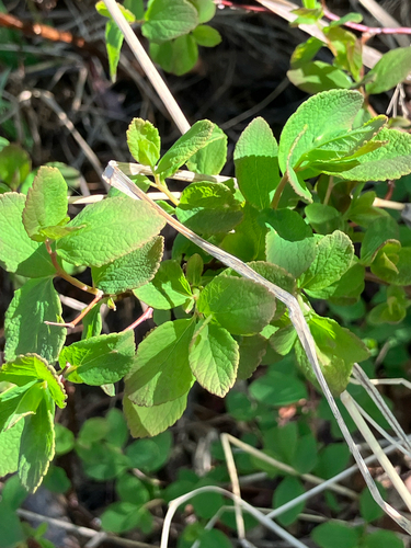 Steven's Spirea