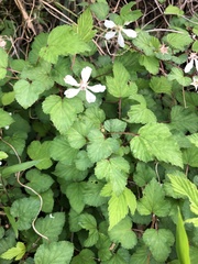 Rubus microphyllus