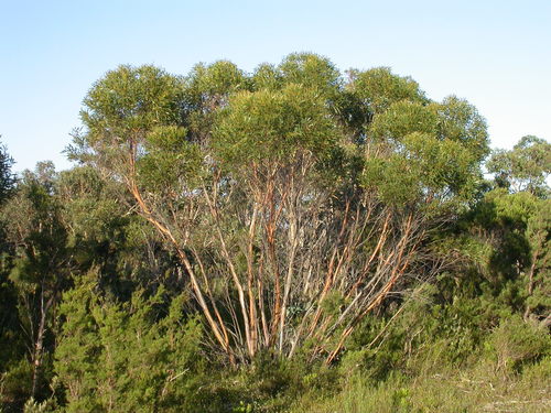 Eucalyptus stricta Sieber ex Spreng.