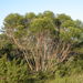 Eucalyptus stricta - Photo (c) Dean Nicolle, algunos derechos reservados (CC BY-NC), uploaded by Dean Nicolle