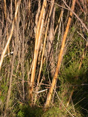 Eucalyptus stricta
